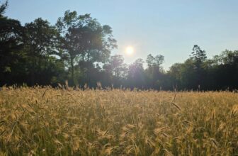Bread is Flour, Water, Salt, and Hope