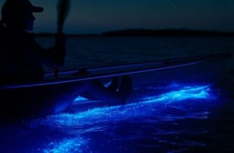 August Florida Bioluminescence Best Times to See