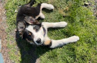 How Can I Keep My Puppy Safe?