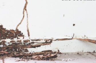 Skipping a Termite Inspection? Here’s What It’ll Cost You Arizona Pest Control