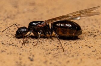 10 Common Signs of Carpenter Ants in Your House