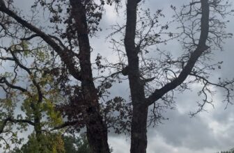 Stressed Savannah Post Oaks from Construction & Heat | Weatherford TX