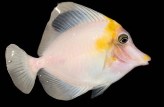 Unveiling a $35,000 Marvel: How the 24-Year-Old ‘Koral King’ Brought the World’s Rarest Tang to RAP | Reef Builders