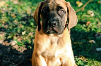 When Should You Spay or Neuter a Mastiff? [2026 Guide]