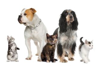 Next-Level Dog Training: Professional Techniques for Perfect Pups