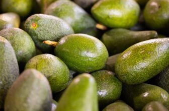 An update on avocado in dog diet