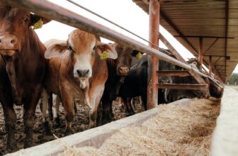 Screwworm and the Rebuilding of U.S.-Mexico Agricultural Trade
