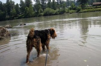 No Pet Left Behind: Enrichment for Every Age and Ability