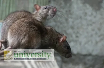 How to Keep Mice Out of Your Tucson Home