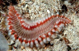 The Bristle Worm: Reef Guardian or Aquarium Nightmare? | Reef Builders