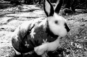 Bunny Meme…..its bug time again!