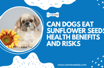 Can Dogs Eat Sunflower Seeds? 6 Health Benefits and Risks