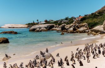 How To Swim With Penguins at Boulder Beach