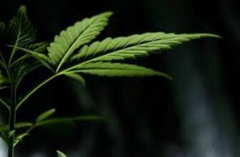 How CBD Improves Your Health