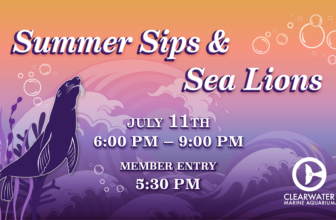 Clearwater Marine Aquarium Celebrates New California Sea Lions at Pinniped Pier