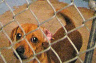 A New Year – time to begin again. My dinky doxie’s rescue story