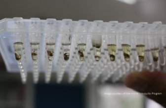 Wolbachia-infected mosquito initiative is vital as COVID-19 bites · Break Dengue
