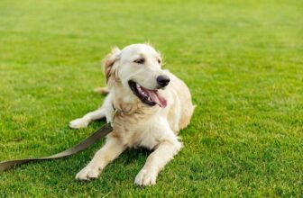 How Much Does It Cost To Own a Dog?