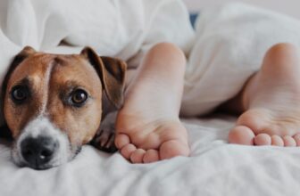 Why Does My Dog Sleep Between My Legs?