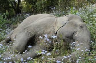 How Rescued Elephant Erika’s Journey Highlights India’s Long Road to Captive Elephant Rehabilitation