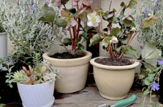 Bloom of the Month: Hellebores