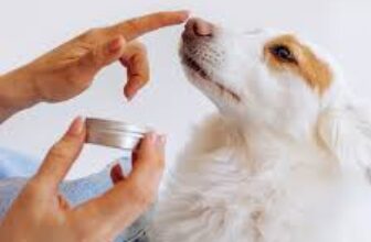 how to treat hot spots on dogs at home​