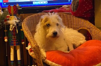 The Love Doctor – Be That Dog!