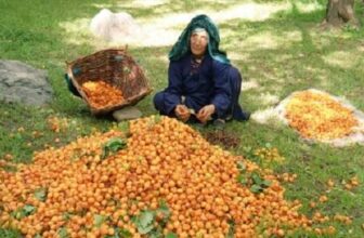 Ladakh scholar turns apricot waste into eco-friendly soil enhancer