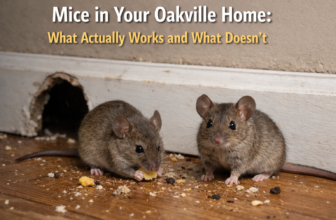 How to Stop Mice Enter Oakville Homes in Winter