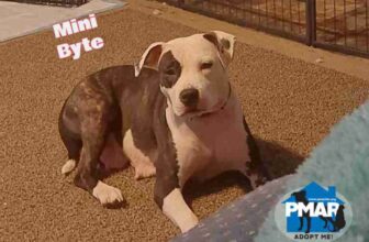 What Doesn’t Reset When the Calendar Does – Pibbles & More Animal Rescue