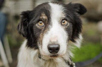 Dog Staring at Nothing – Is This Normal?