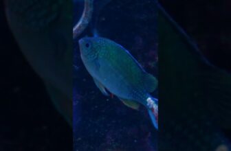 Green Chromis Spawning