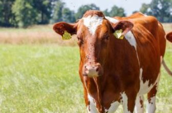 July Fly Control: Is Your Program Working?
