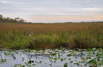Fitzpatrick, Quigley Lead Bipartisan Effort to Stop Sweeping Rollback of Endangered Species Protections