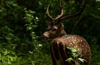 Kerala Wildlife Sanctuaries for Families