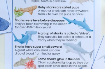 Shark Facts Poster – Free Printable