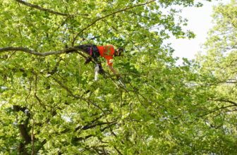 What It’s Like To Work As An Arborist