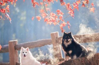 Dog Photography in Victoria | Bella & Riley