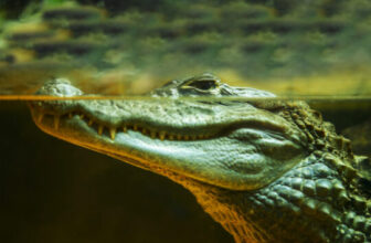 The Reptilian Brain Myth: What “Lizard Brain” Marketing Gets Wrong