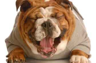 A Dog’s Best Medicine for Easing Stress – Easy Ways to Ease Stress