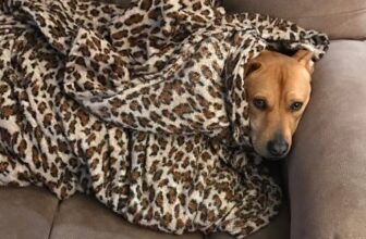 The Coziest Blankets for Dog Moms and Dog Dads