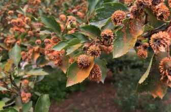 Tree Diseases In Ohio To Watch For In Spring