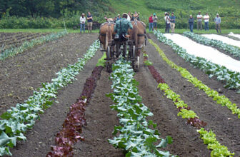 Cultural Evolution Part 1 – Small Farmer’s Journal