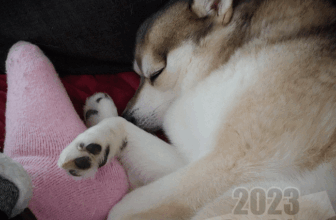 Do Dogs Dream? – Paw Print Pet Blog