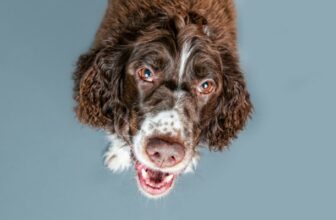 500 Irish Dog Names – Puppy Leaks