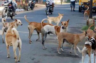 Stray Dog Attacks Raise Public Safety Concerns in Ganjam; Humane Long-Term Solution Urged |