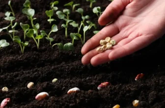 The Small Farmer’s Guide to Succession Sowing