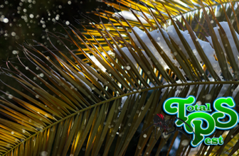 Winter Palm Care in Lakeland: Cold Snap Protection Strategies