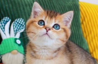 Mario | American Paws Club