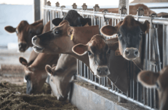 Can Surplus Manure Protect Water Quality and Reduce Farms’ Fertilizer Costs? | CalCAN